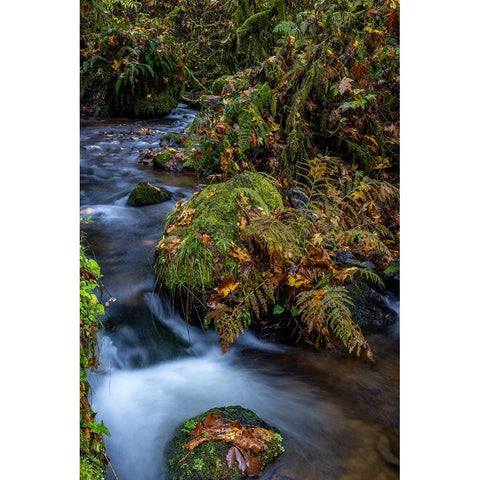 Munson Creek Falls State Natural Site in autumn near Tillamook-Oregon-USA Black Modern Wood Framed Art Print by Haney, Chuck