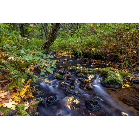 Munson Creek Falls State Natural Site in autumn near Tillamook-Oregon-USA Gold Ornate Wood Framed Art Print with Double Matting by Haney, Chuck
