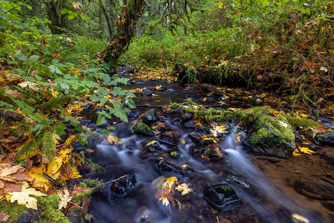 Munson Creek Falls State Natural Site in autumn near Tillamook-Oregon-USA White Modern Wood Framed Art Print with Double Matting by Haney, Chuck