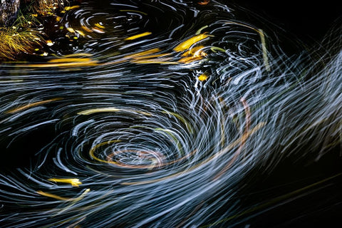 Eddy forms swirling patterns in the Nehalem River in autumn in the Tillamook State Forest-Oregon-USA Black Ornate Wood Framed Art Print with Double Matting by Haney, Chuck