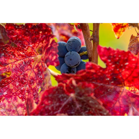 Mature pinot noir grapes on the vine at Yamhill Valley Vineyards near McMinnville-Oregon-USA Black Modern Wood Framed Art Print by Haney, Chuck