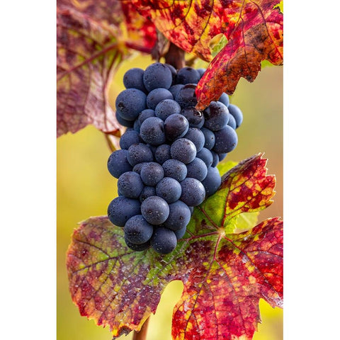 Mature pinot noir grapes on the vine at Yamhill Valley Vineyards near McMinnville-Oregon-USA Black Modern Wood Framed Art Print with Double Matting by Haney, Chuck