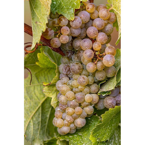 Mature Riesling grapes on the vine at Yamhill Valley Vineyards near McMinnville-Oregon-USA Black Modern Wood Framed Art Print with Double Matting by Haney, Chuck