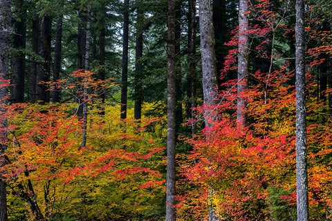 Vine Maple trees in autumn at Silver Falls State Park near Silverton-Oregon-USA Black Ornate Wood Framed Art Print with Double Matting by Haney, Chuck