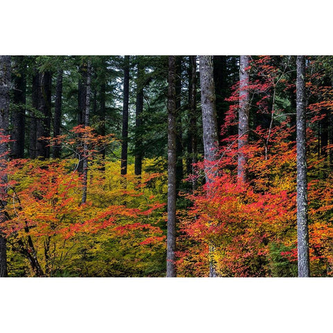Vine Maple trees in autumn at Silver Falls State Park near Silverton-Oregon-USA Black Modern Wood Framed Art Print by Haney, Chuck