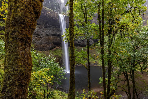 South Falls at Silver Falls State Park near Sublimity-Oregon-USA Black Ornate Wood Framed Art Print with Double Matting by Haney, Chuck