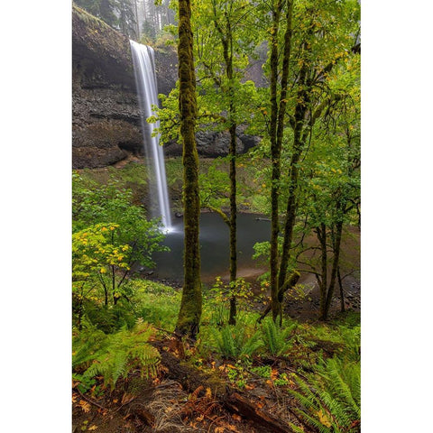 South Falls at Silver Falls State Park near Sublimity-Oregon-USA White Modern Wood Framed Art Print by Haney, Chuck