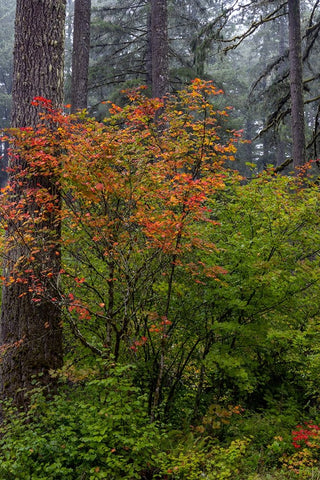 Vine Maple in autumn hues at Silver Falls State Park near Sublimity-Oregon-USA White Modern Wood Framed Art Print with Double Matting by Haney, Chuck