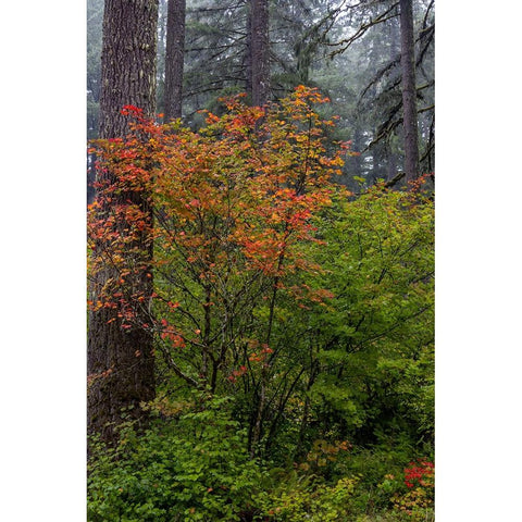 Vine Maple in autumn hues at Silver Falls State Park near Sublimity-Oregon-USA Black Modern Wood Framed Art Print by Haney, Chuck