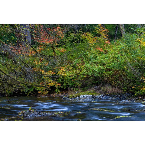 Vine maple in autumn over the North Fork of Silver Creek at Silver Falls State Park near Sublimity Black Modern Wood Framed Art Print by Haney, Chuck