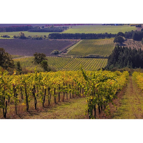 Vineyards at Yamhill Valley Vineyards near McMinnville-Oregon-USA Black Modern Wood Framed Art Print by Haney, Chuck