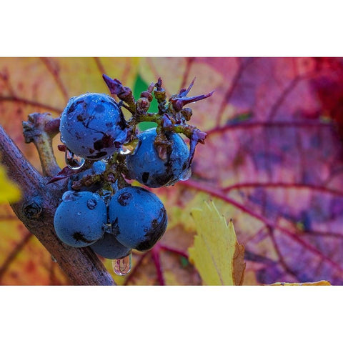 Ripe Pinot Noir grapes on the vine at Yamhill Valley Winery in McMinnville-Oregon-USA Black Modern Wood Framed Art Print by Haney, Chuck