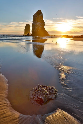 USA- Oregon. Cannon Beach low tide and ripples in the sand and sea stacks at sunset. Black Modern Wood Framed Art Print by Gulin, Darrell