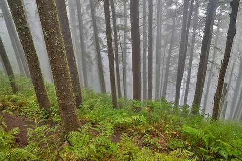USA- Oregon. Lookout State Park with fog amongst Sitka spruce forest Black Ornate Wood Framed Art Print with Double Matting by Gulin, Darrell