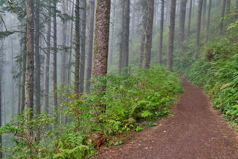USA- Oregon. Lookout State Park trail with fog amongst Sitka spruce forest Black Ornate Wood Framed Art Print with Double Matting by Gulin, Darrell