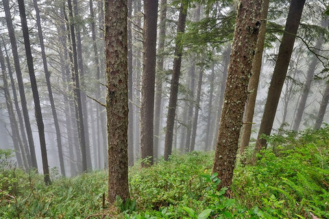 USA- Oregon. Lookout State Park with fog amongst Sitka spruce forest White Modern Wood Framed Art Print with Double Matting by Gulin, Darrell