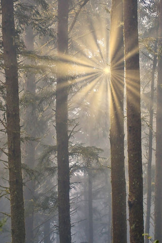 USA- Oregon. Lookout State Park with fog and sun breaking through amongst Sitka spruce forest Black Ornate Wood Framed Art Print with Double Matting by Gulin, Darrell