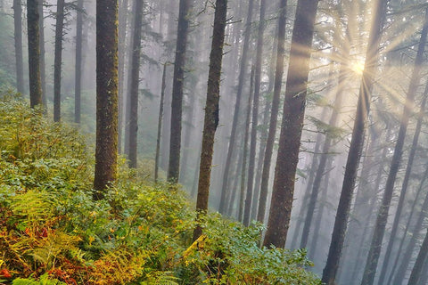 USA- Oregon. Lookout State Park with fog and sun breaking through amongst Sitka spruce forest Black Modern Wood Framed Art Print by Gulin, Darrell