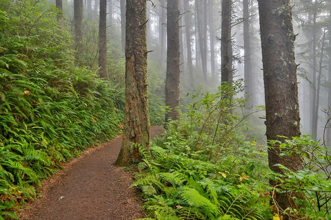 USA- Oregon. Lookout State Park trail with fog amongst Sitka spruce forest Black Modern Wood Framed Art Print by Gulin, Darrell