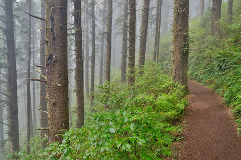 USA- Oregon. Lookout State Park trail with fog amongst Sitka spruce forest Black Modern Wood Framed Art Print by Gulin, Darrell