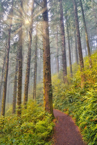 USA- Oregon. Lookout State Park trail with fog amongst Sitka spruce forest with sunrays Black Ornate Wood Framed Art Print with Double Matting by Gulin, Darrell