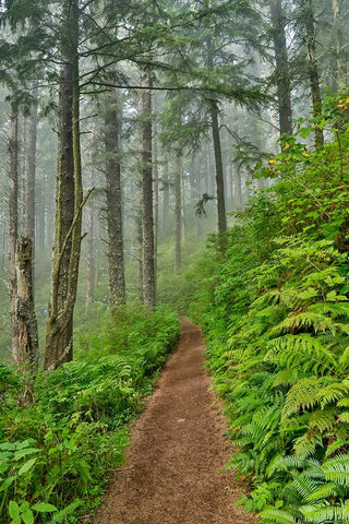 USA- Oregon. Lookout State Park trail with fog amongst Sitka spruce forest Black Ornate Wood Framed Art Print with Double Matting by Gulin, Darrell