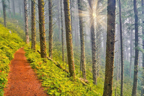 USA- Oregon. Lookout State Park trail with fog amongst Sitka spruce forest with sunrays Black Modern Wood Framed Art Print by Gulin, Darrell
