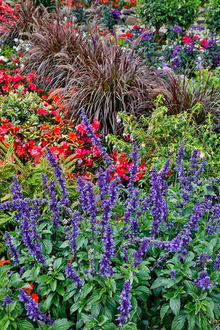 USA- Oregon. Cannon Beach Garden and path with Blue Salvia and reddish geraniums Black Ornate Wood Framed Art Print with Double Matting by Gulin, Darrell