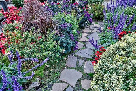 USA- Oregon. Cannon Beach Garden and path with Blue Salvia and reddish geraniums Black Ornate Wood Framed Art Print with Double Matting by Gulin, Darrell