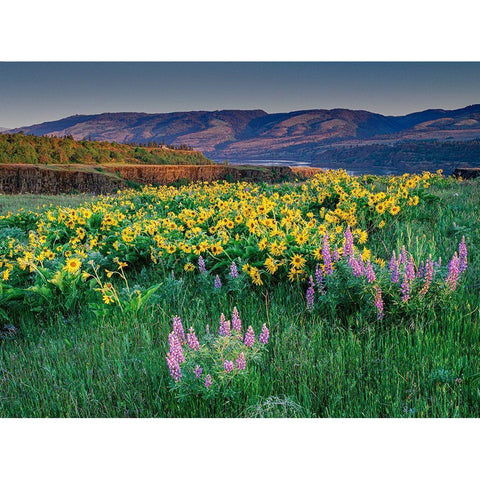 Lupine and balsamroot wildflowers at Columbia River Gorge near Hood River-Oregon Black Modern Wood Framed Art Print by Garber, Howie
