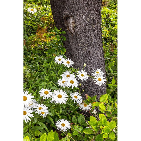 Usa-Oregon-Yachats Plantings Black Modern Wood Framed Art Print with Double Matting by Looney, Hollice