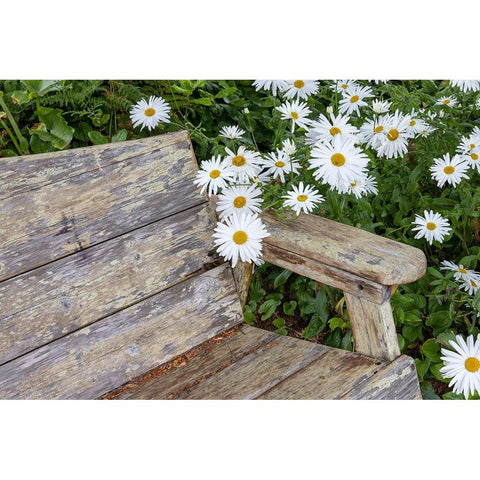 Usa-Oregon-Yachats Plantings White Modern Wood Framed Art Print by Looney, Hollice