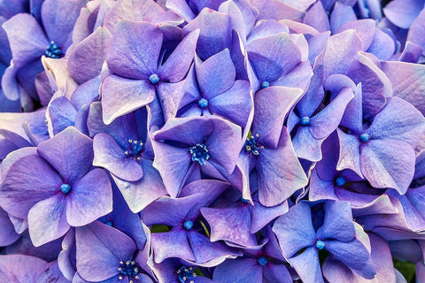 Usa-Oregon-Yachats Plantings White Modern Wood Framed Art Print with Double Matting by Looney, Hollice