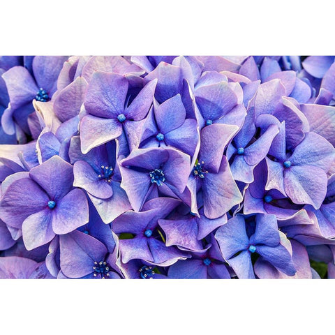 Usa-Oregon-Yachats Plantings Black Modern Wood Framed Art Print with Double Matting by Looney, Hollice