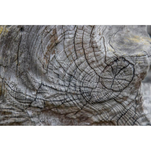 Usa-Oregon-Bandon Bandon Beach-Closeup of Wood on the Beach White Modern Wood Framed Art Print by Looney, Hollice