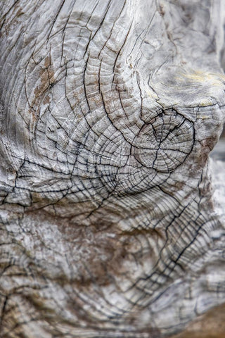 Usa-Oregon-Bandon Bandon Beach-Closeup of Wood on the Beach White Modern Wood Framed Art Print with Double Matting by Looney, Hollice