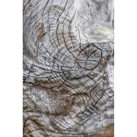 Usa-Oregon-Bandon Bandon Beach-Closeup of Wood on the Beach Gold Ornate Wood Framed Art Print with Double Matting by Looney, Hollice