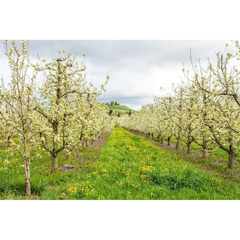 Hood River-Oregon-USA Apple orchard in blossom in the Fruit Loop area White Modern Wood Framed Art Print by Horton, Janet