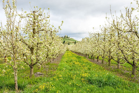 Hood River-Oregon-USA Apple orchard in blossom in the Fruit Loop area White Modern Wood Framed Art Print with Double Matting by Horton, Janet