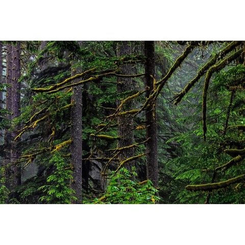 USA-Oregon-Silver Falls State Park Black Modern Wood Framed Art Print by Restuccia, Joe III