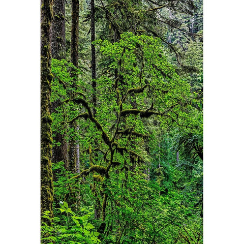 USA-Oregon-Silver Falls State Park White Modern Wood Framed Art Print by Restuccia, Joe III