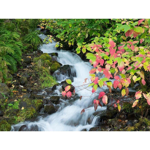OR-Columbia River Gorge National Scenic Area-Wahkeena Creek Black Modern Wood Framed Art Print by Wild, Jamie and Judy