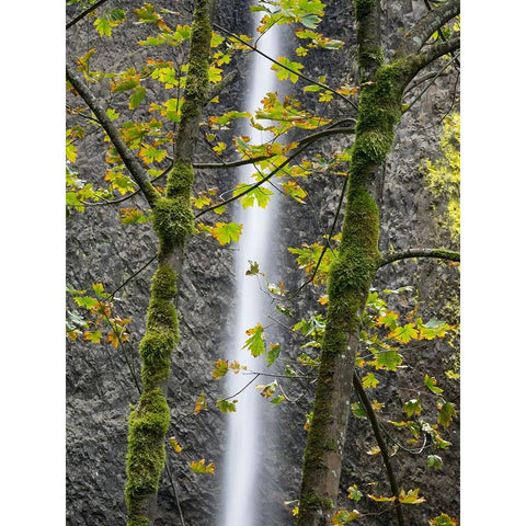 Oregon-Columbia River Gorge National Scenic Area-Latourell Falls and Big Leaf Maple trees Gold Ornate Wood Framed Art Print with Double Matting by Wild, Jamie and Judy
