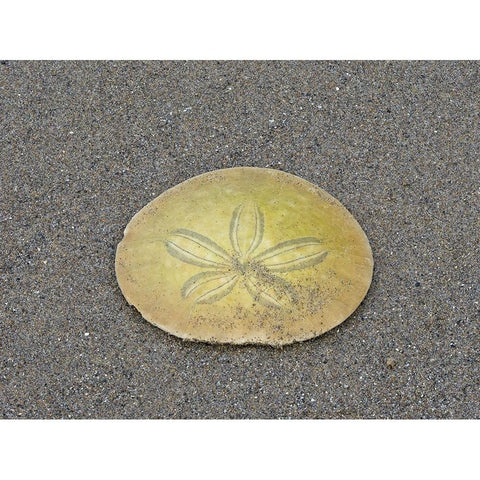 Oregon-Ecola State Park-Indian Beach Sand dollar Black Modern Wood Framed Art Print with Double Matting by Wild, Jamie and Judy