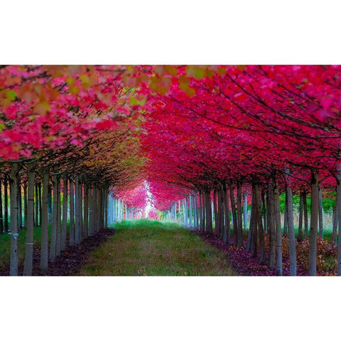 Oregon-Forest Grove A grove of trees in full autumn red White Modern Wood Framed Art Print by Duval, Richard