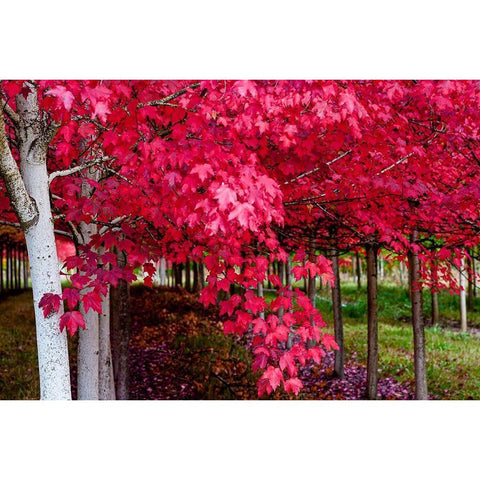 Oregon-Forest Grove A grove of trees in full autumn red Black Modern Wood Framed Art Print with Double Matting by Duval, Richard