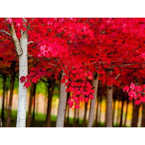 Oregon-Forest Grove A grove of trees in full autumn red Black Modern Wood Framed Art Print by Duval, Richard