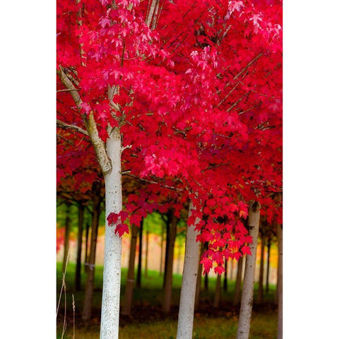 Oregon-Forest Grove A grove of trees in full autumn red Gold Ornate Wood Framed Art Print with Double Matting by Duval, Richard