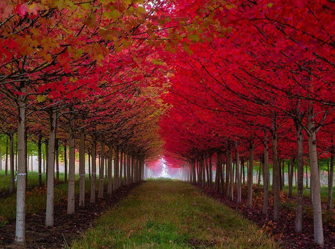 Oregon-Forest Grove A grove of trees in full autumn red Black Ornate Wood Framed Art Print with Double Matting by Duval, Richard