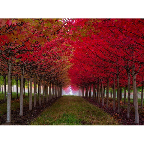 Oregon-Forest Grove A grove of trees in full autumn red White Modern Wood Framed Art Print by Duval, Richard